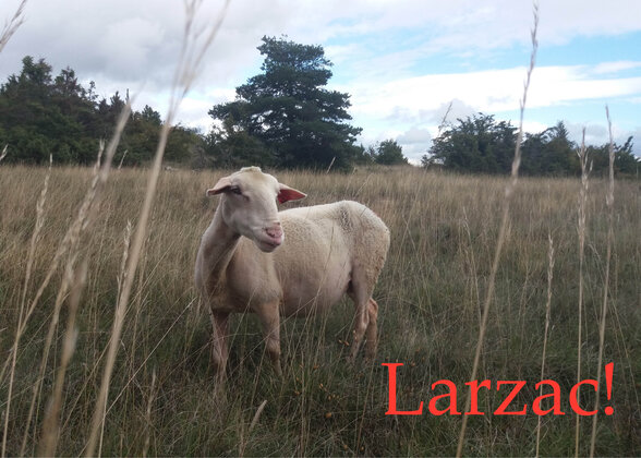 - Agrandir l'image, fenêtre modale