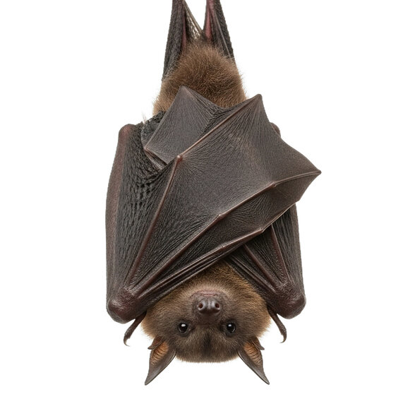 Chauve-souris suspendue la tête en bas, ailes repliées autour du corps, face visible sur fond blanc - Agrandir l'image, fenêtre modale