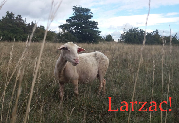 - Agrandir l'image, fenêtre modale