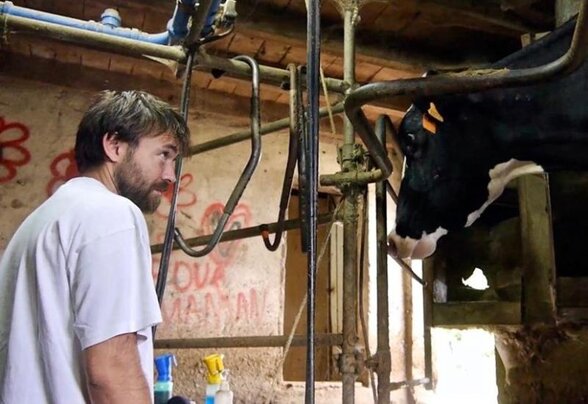 Un éleveur face à une vache dans une étable, scène du documentaire « Les vaches n'auront plus de nom » - Agrandir l'image, fenêtre modale