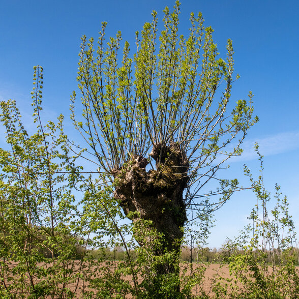 Tronc noueux couronné de jeunes pousses vertes s'élançant vers le ciel dans une plaine agricole ensoleillée - Agrandir l'image, fenêtre modale