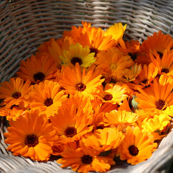 Fleurs de souci (calendula) orange et jaunes récoltées en abondance dans un panier en osier tressé - Agrandir l'image, fenêtre modale