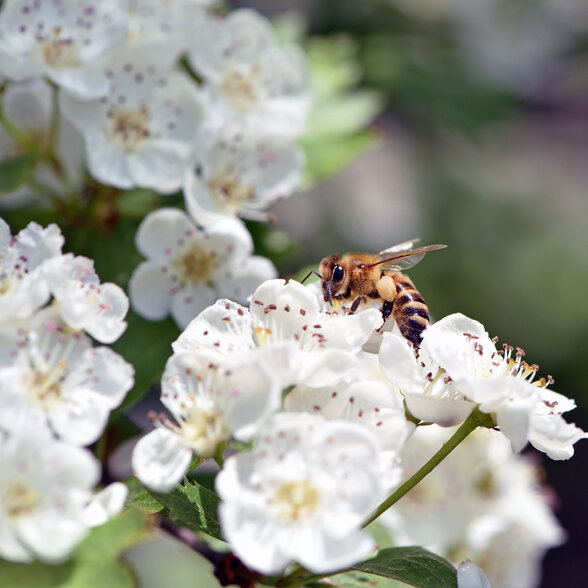 Une abeille butinant des fleurs blanches d'aubépine, illustrant les insectes pollinisateurs à découvrir lors de cet atelier. - Agrandir l'image, fenêtre modale