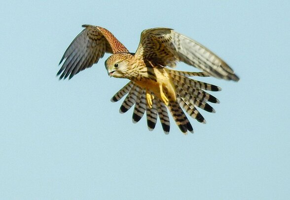 - Agrandir l'image, fenêtre modale