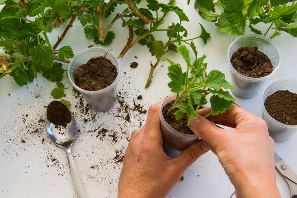 Mains installant un plant dans un godet rempli de terre, entouré d'autres petits pots, d'une cuillère et de ciseaux de jardinage - Agrandir l'image, fenêtre modale