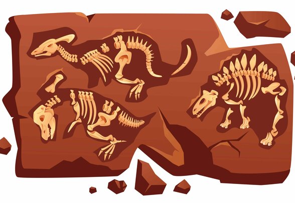  - Agrandir l'image, fenêtre modale